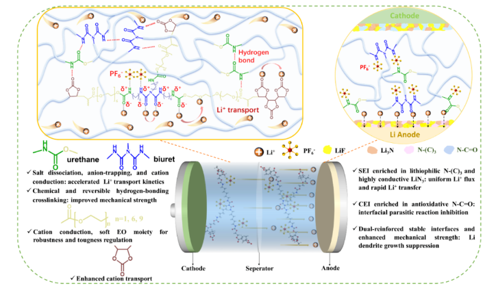 New material to give lithium-metal batteries ultra-long cycle life